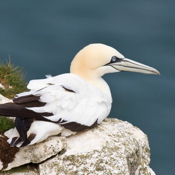 Gannet, Allan Drewitt