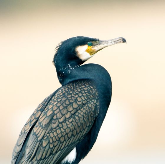 Cormorant, John Harding