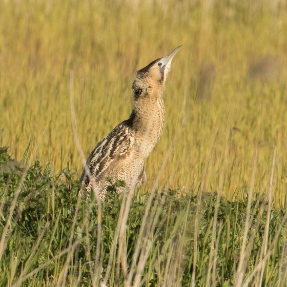 Bittern, Liz Cutting