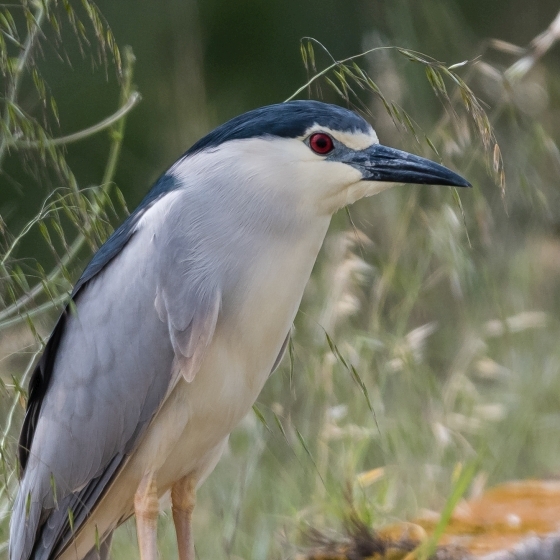 Night Heron, Philip Croft