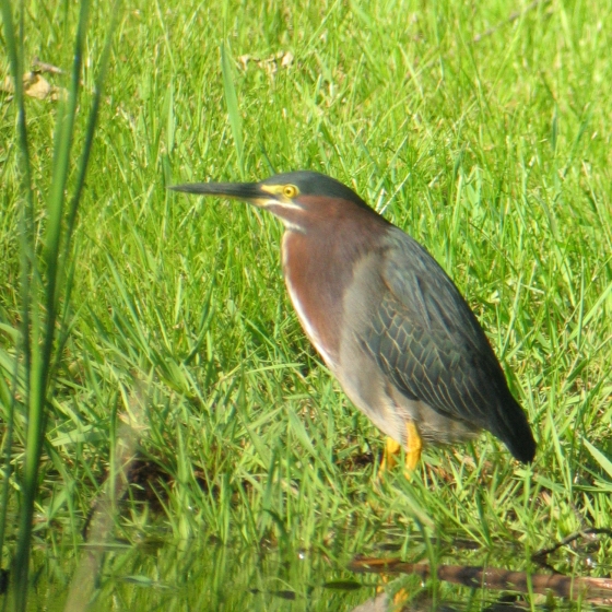 Green Heron, Simon Gillings