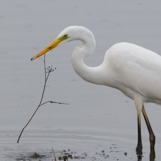 Great White Egret  BTO - British Trust for Ornithology