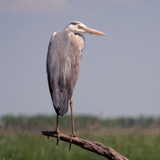 Grey Heron, Edmund Fellowes