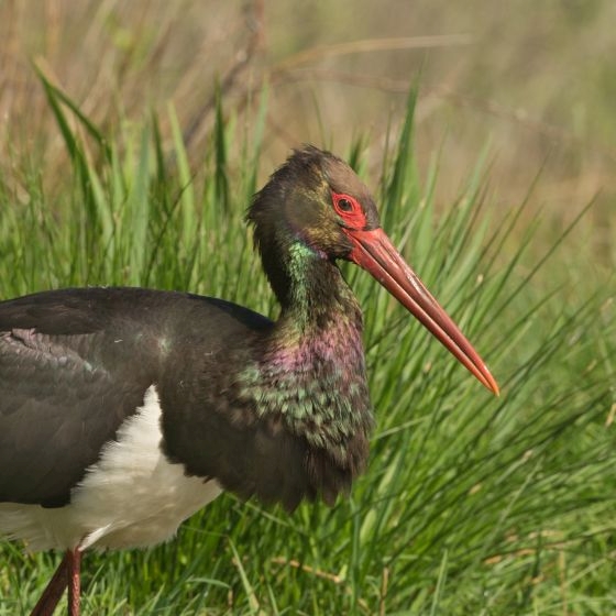 Black Stork, Edmund Fellowes