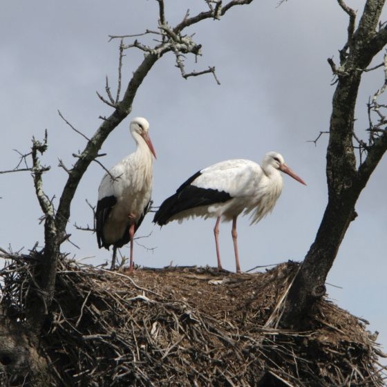 White Stork, John Proudlock