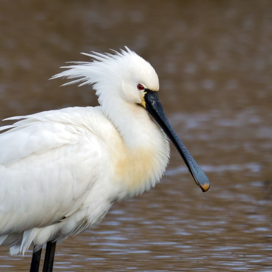 Spoonbill, Paul Hillion