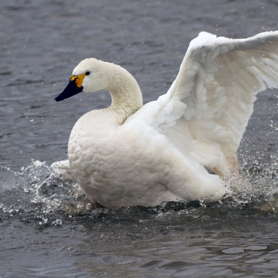 Bewick's Swan, John Harding