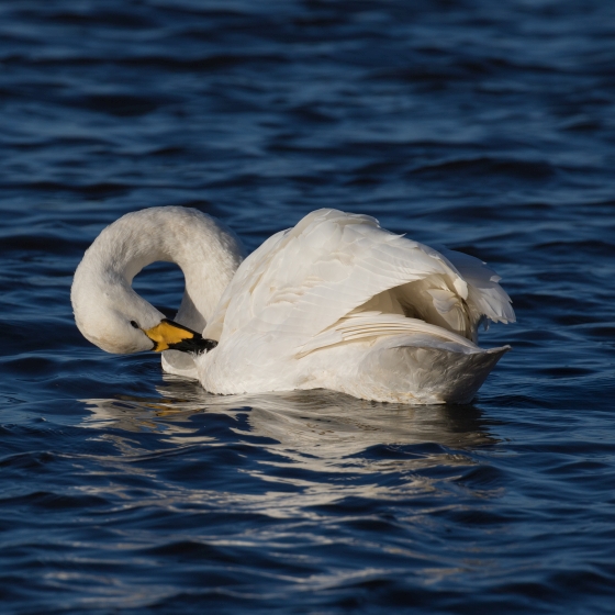 Whooper Swan, Liz Cutting