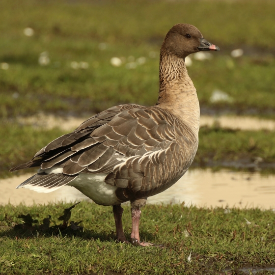 Pink-footed Goose, Tom Cadwallender