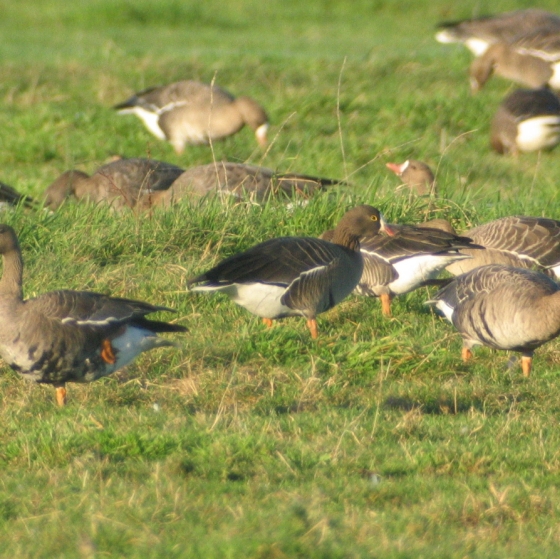 Lesser White-fronted Goose, Simon Gillings