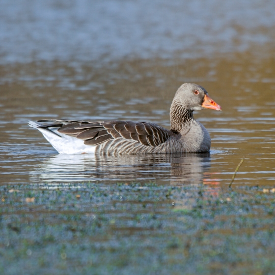 Greylag Goose, John Harding