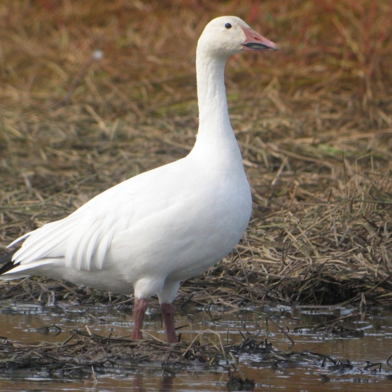 Snow Goose, Simon Gillings