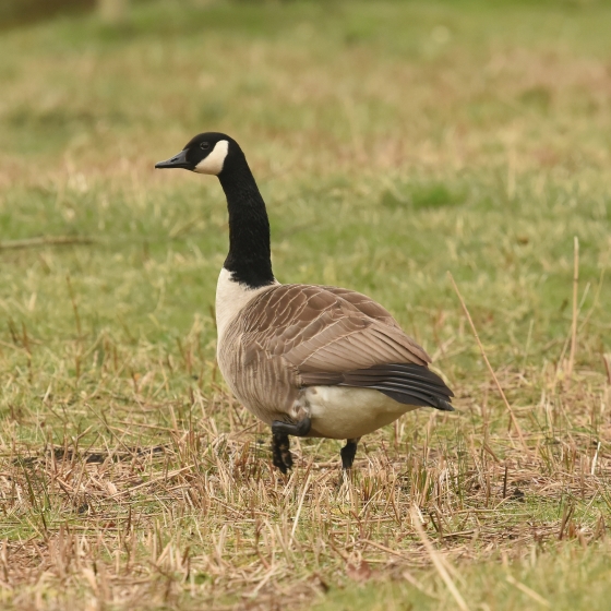 Canada Goose, Moss Taylor