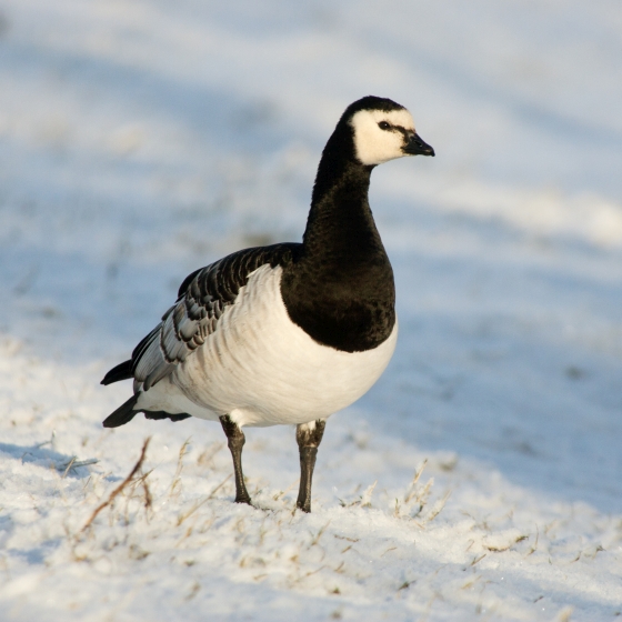 Barnacle Goose  Facts, pictures & more about Barnacle Goose