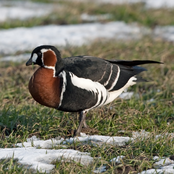 Red-breasted Goose, Chris Knights