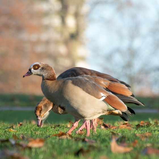 Egyptian Goose, Sarah Kelman