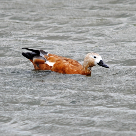 Ruddy Shelduck, Amy Lewis