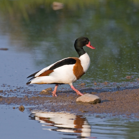 Shelduck, John Harding