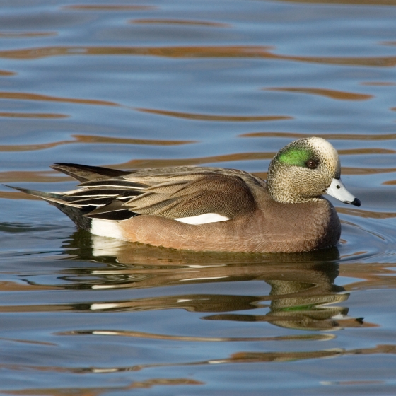 American Wigeon, Edmund Fellowes