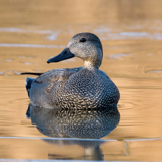 Gadwall, Paul Hillion