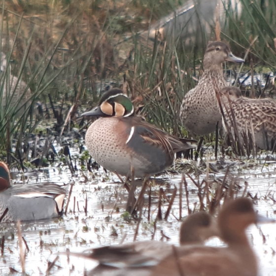 Baikal Teal, Toby Carter