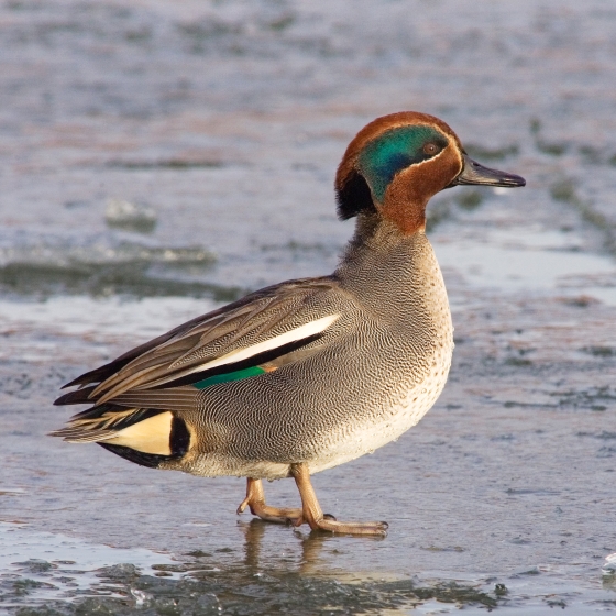 Teal, Edmund Fellowes