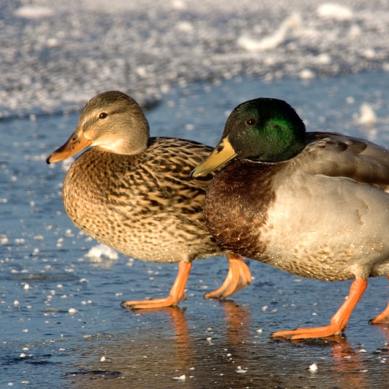 Mallard, Edmund Fellowes