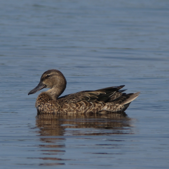 Blue-winged Teal, Simon Gillings