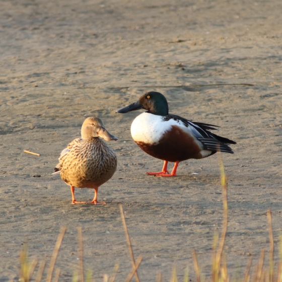 Shoveler, John Proudlock