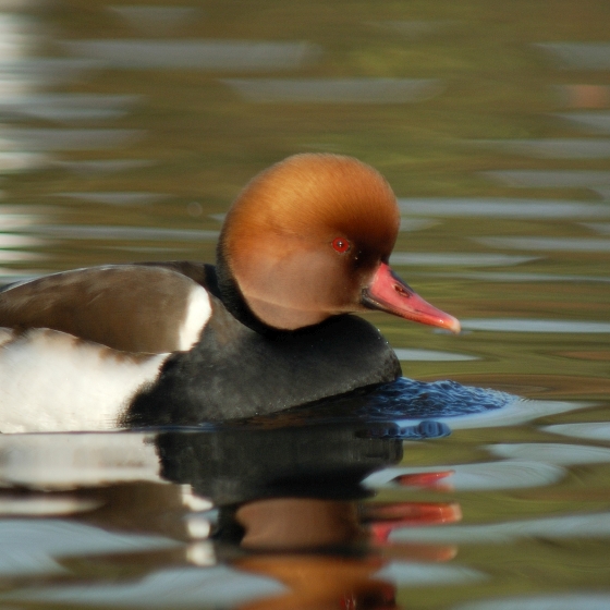 Red-crested Pochard, Neil Calbrade