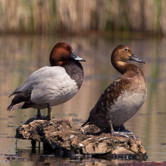 Pochard, Edmund Fellowes