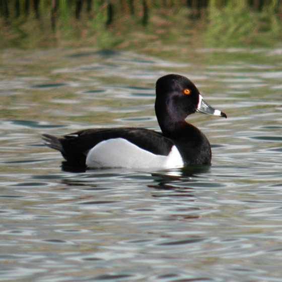 Ring-necked Duck, Graham Catley