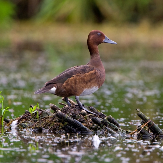 Ferruginous Duck, Chris Knights