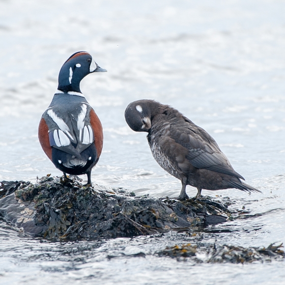 Harlequin Duck, Sarah Kelman