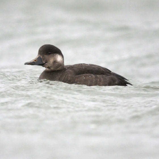 Common Scoter, Scott Mayson