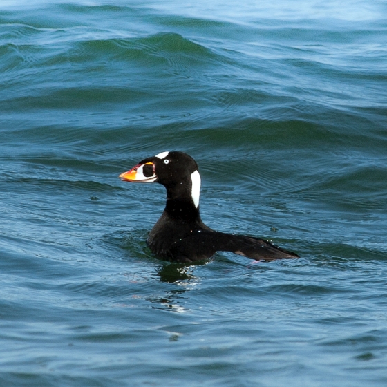 Surf Scoter, Sarah Kelman