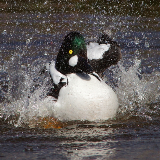 Goldeneye, Edmund Fellowes