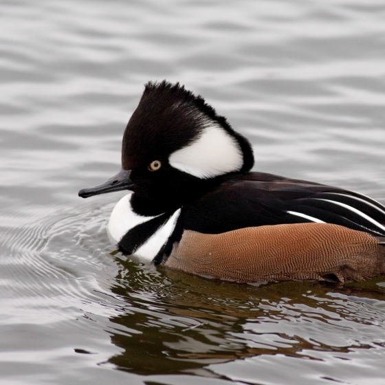 Hooded Merganser, Allan Drewitt