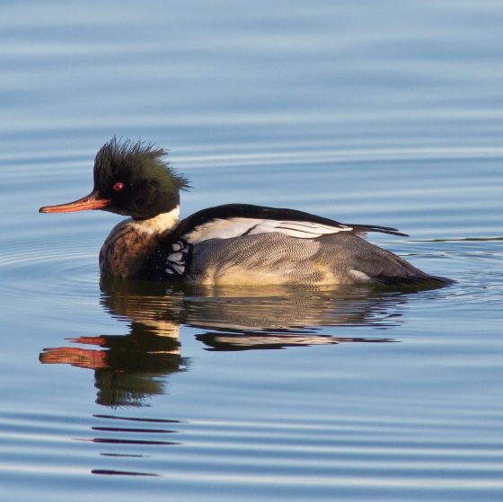 Red-breasted Merganser, Allan Drewitt