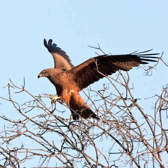 Black Kite, John Harding