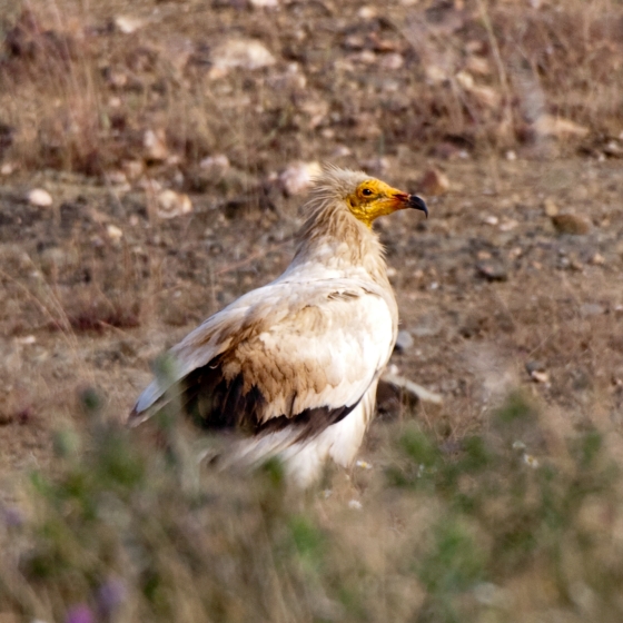 Egyptian Vulture, John Harding