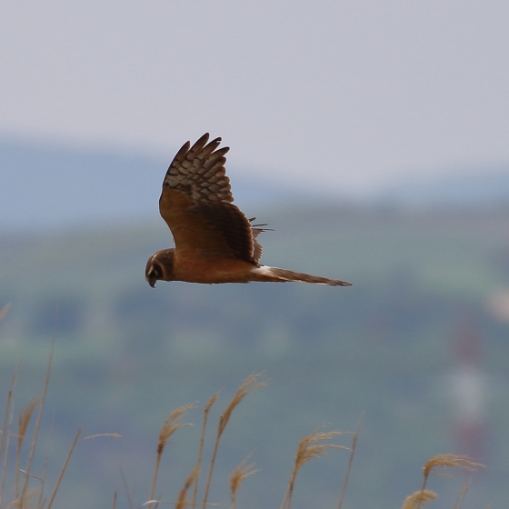 Pallid Harrier, I A Ashworth