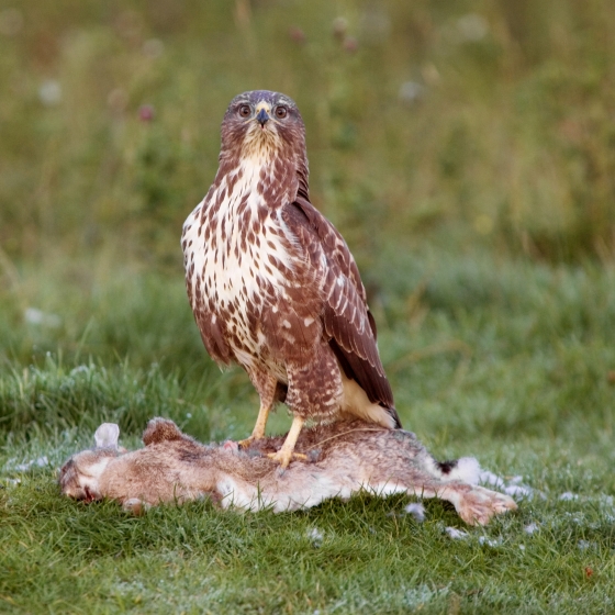 Buzzard, Edmund Fellowes