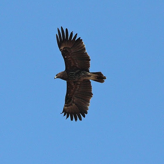 Great Spotted Eagle, Yoav Perlman