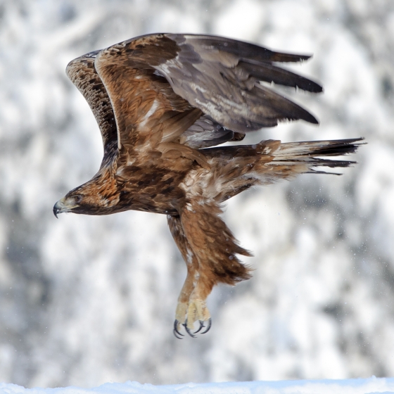 Golden Eagle, Sarah Kelman