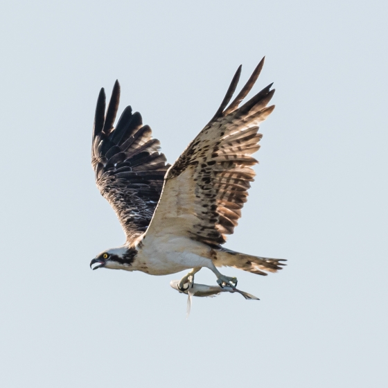 Osprey, Philip Croft