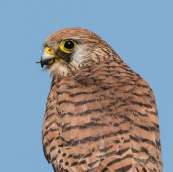 Lesser Kestrel, Philip Croft