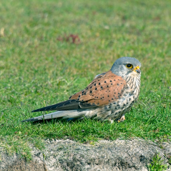 Kestrel, John Harding