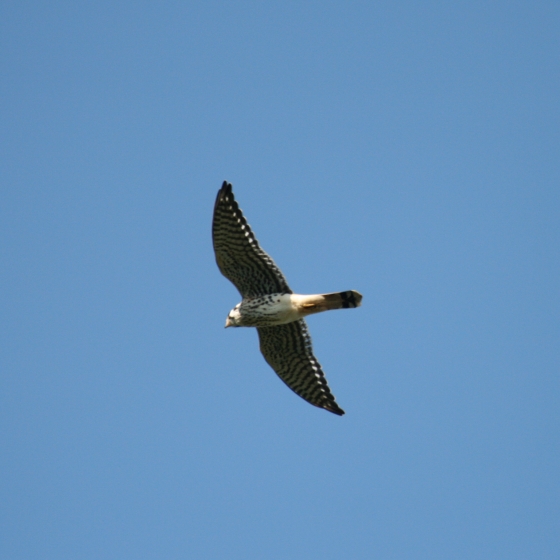 American Kestrel, Simon Gillings