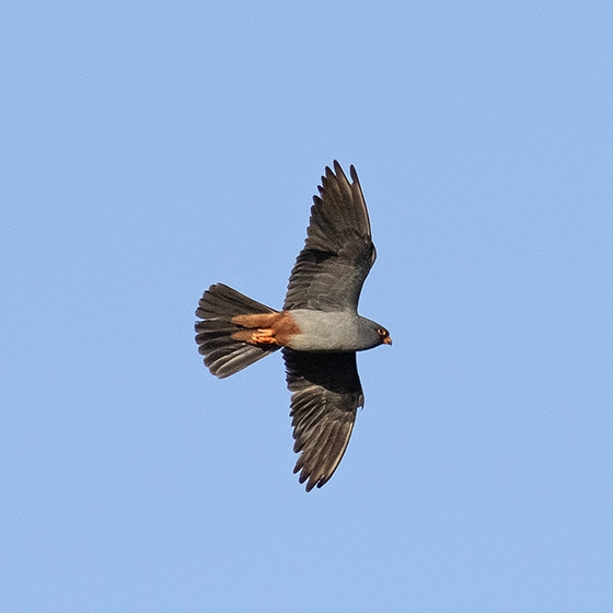 Red-footed Falcon, Yoav Perlman